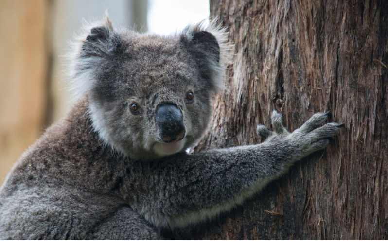 Koalas, carbon credits and the fine print of conservation