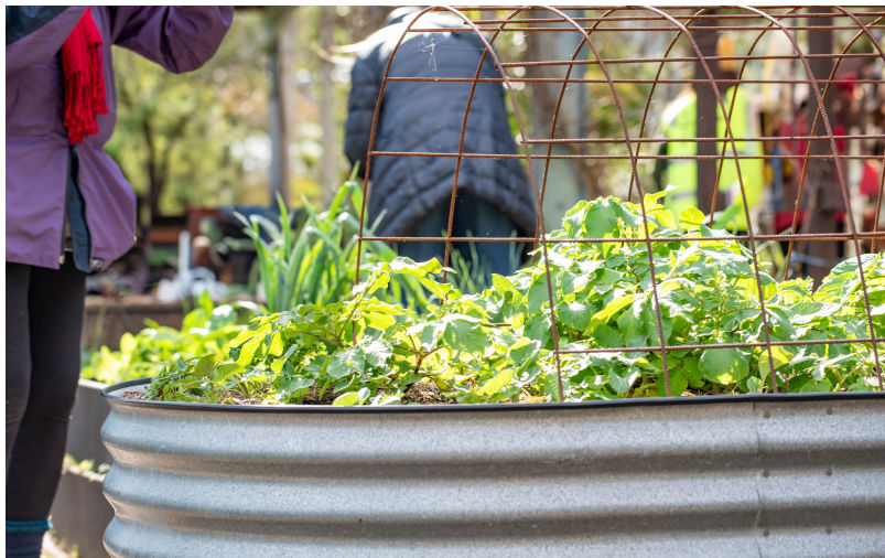 A raised garden bed with herbs and vegetables growing in a community garden in Sydney, Australia. Image Alamy. ContributorStephen Dwyer. Image ID3A171ER Greening the city: Community vegetable gardens create self-sufficiency