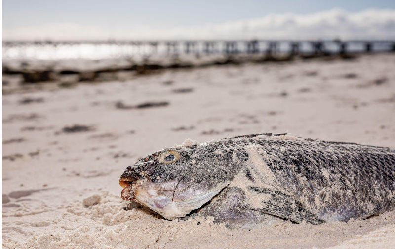SA’s algal bloom and the big, beautiful, bureaucratic ballet