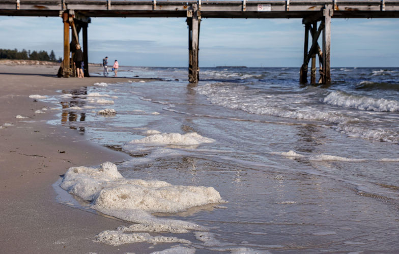 July 16, 2025, Semaphore beach, South Australia: A devastating algal bloom (Karenia mikimotoi) is currently affecting South Australia's metropolitan beaches, causing discoloured water and foam and impacting various marine wildlife. The most devastating impact has been on marine life, with widespread mortalities observed across a variety of species, including various fish, sharks, rays and a wide range of invertebrates. Image: Alamy. Contributor: Mark Willoughby Image ID: 3BWNCW2 Algal bloom: first peoples ngamath-sea country