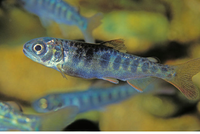 Chinook Salmon, Pacific Coast from California to Alaska. Image: Alamy.