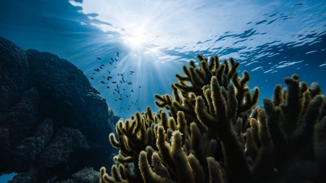 After many years the Great Barrier Reef 'in danger' listing shouldn't come as a surprise. After many years the Great Barrier Reef 'in danger' listing shouldn't come as a surprise.