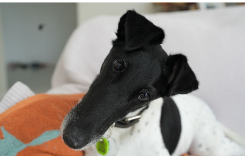 Smooth haired Fox Terrier Dobby. Thousands of Australian pets may soon have ‘useless’ microchips. It’s a symptom of a bigger problem