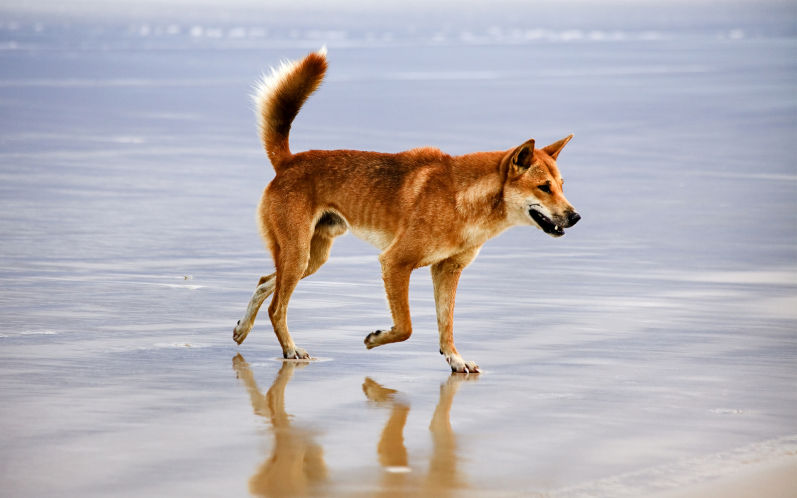 Does killing dingoes make K’gari safer for people?