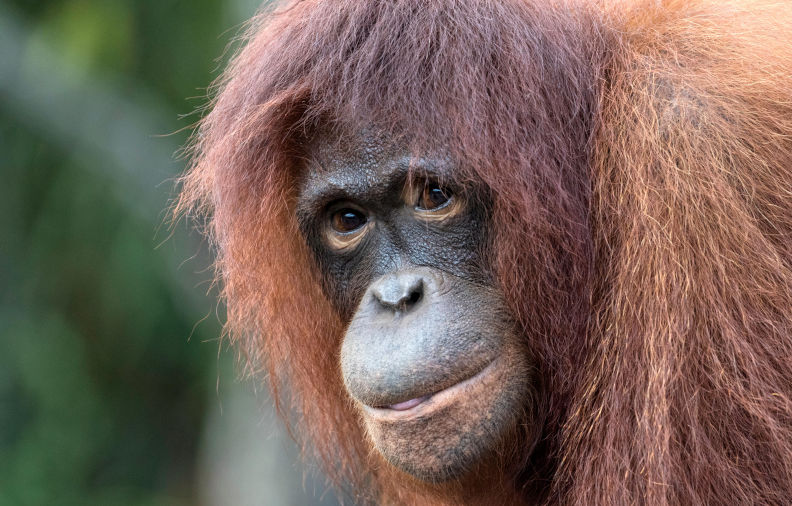 Orangutan, (Pongo pygmaeus), portrait, close up, Borneo, Indonesia. Image: Alamy Contributor: Michael S. Nolan. Image ID:PP63YC Environment: Too much and too little water causing problems from the tropics to the poles