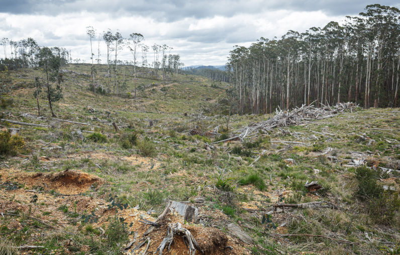 Clearfelled mountainside at Mt Matlock showing extensive regeneration failure several years after logging. Image Supplied Credit (Photo by Chris Taylor). If you go down to the forests today, you’re in for a big surprise (mass deforestation)