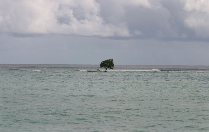Solitary tree on the beach on the island of Kiribati in the Pacific Ocean. Contributor: jeremy sutton-hibbert / Alamy Stock Photo Image ID: BGP2DK Go-ahead for new carbon bomb marks Australia as enemy of the region