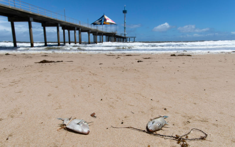 Australia’s toxic algal bloom has killed 87,000 animals – and summer’s coming