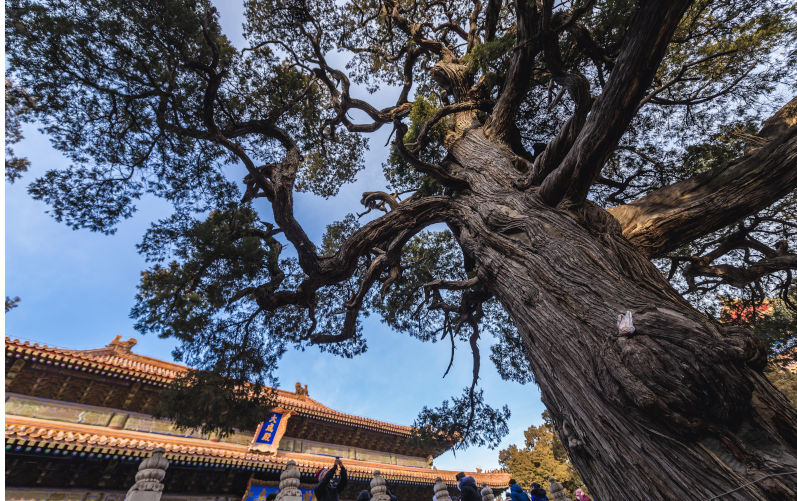 More than 700 old years Chu Jian Cypress tree in Confucius Temple and The Imperial College Museum in Beijing, China. Contributor: Konrad Zelazowski / Alamy Stock Photo Image ID: TWH6T8 Environment: WA addicted to producing, burning and exporting gas
