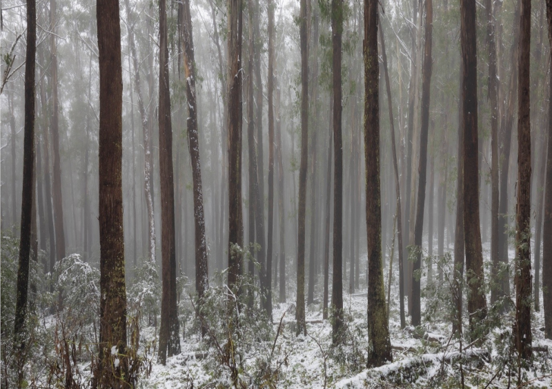 Logging and thinning are putting Alpine Ash forests at risk