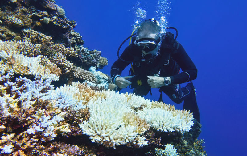 Coral bleaching of Acropora hard corals - process when corals become white due to loss of symbiotic algae and photosynthetic pigments caused by higher ocean water temperature. Global warming impact. Image: iStock / Tunatura The Great Barrier Reef is the litmus test for the forthcoming 2035 emissions reduction target