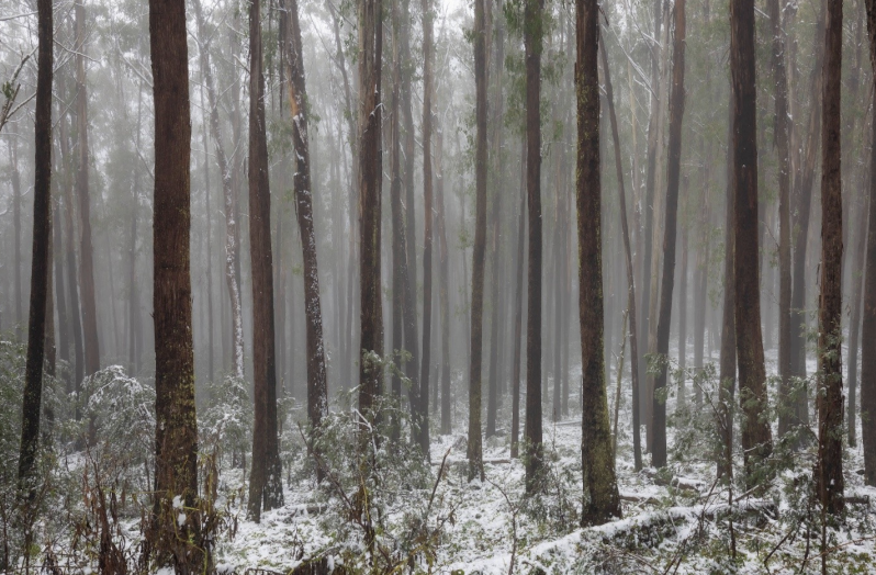 Logging and thinning are putting Alpine Ash forests at risk