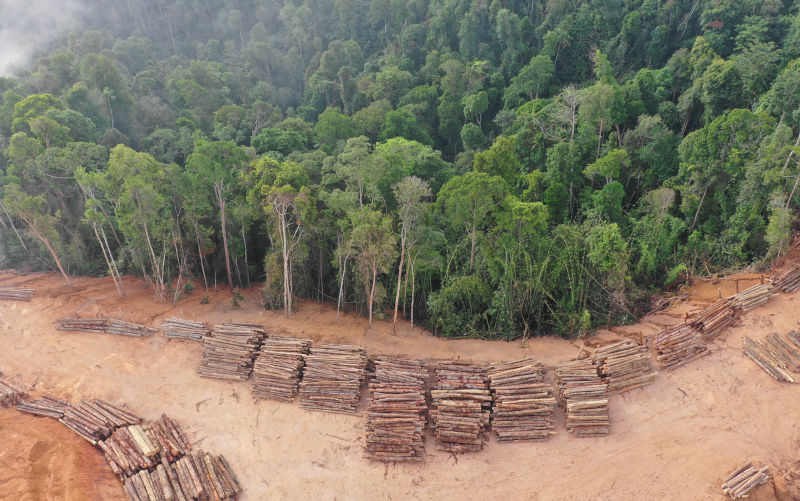COP30: Amazon rainforest destroyers