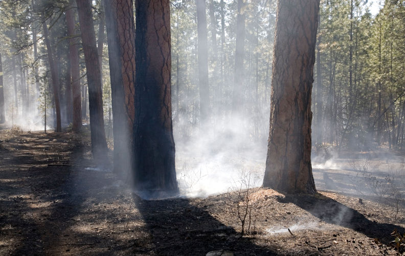 Smoke rises from charred trees after a small forest wildfire. Contributor: Buddy Mays / Alamy Stock Photo Image ID: BAK72A New research shows native forest logging industry going up in smoke