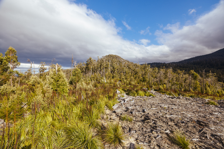 Cutting through the spin – Ten logging 'myths' in the new ABARES report