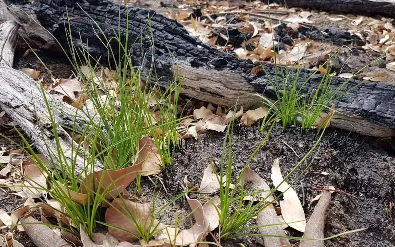 Are soil carbon schemes really working?