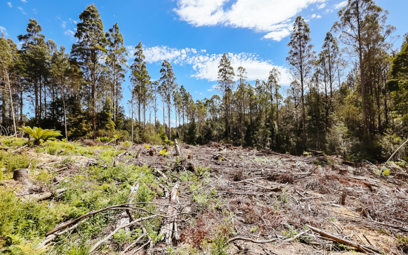 Ending native forest logging subsidies need not cost jobs