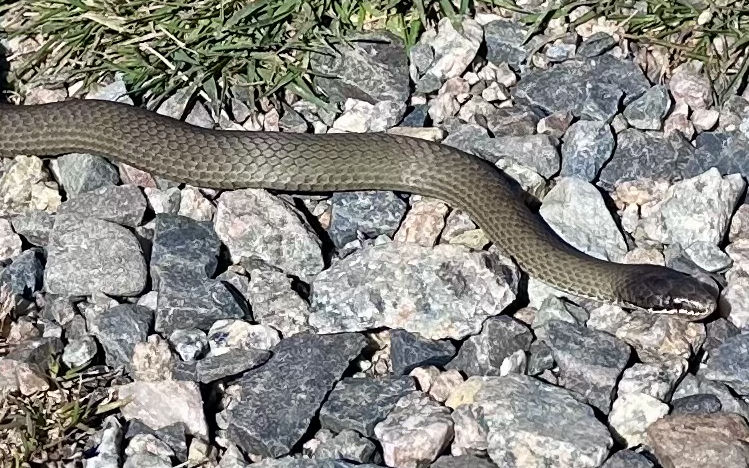 Robodebt for the environment? AI will not fix Australia’s broken environmental laws