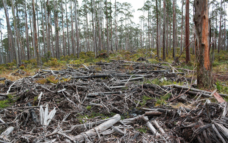 Large-scale forest thinning has limited benefits but major financial and ecological costs