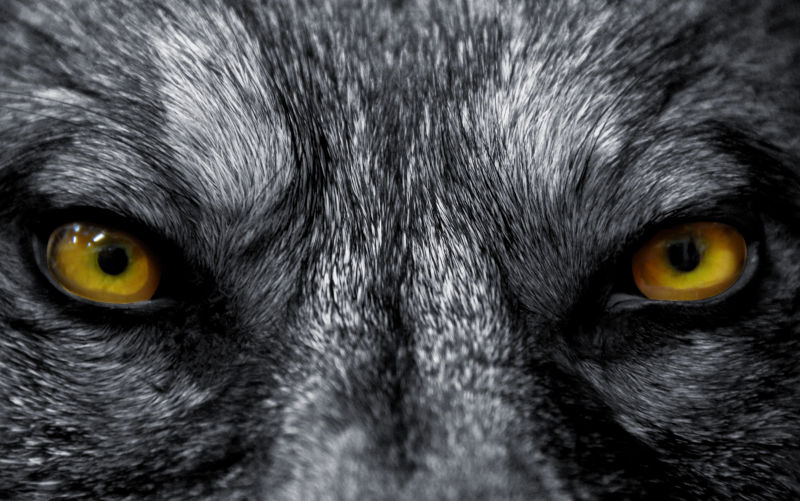 The boy who cried antisemitism