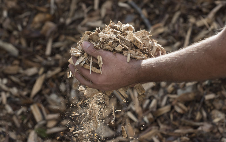 Wood chips as heating fuel. Image: iStock / Elmar Gubisch Burning wood for power Is a dangerous step backward