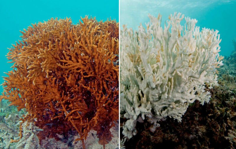 Coral Reef