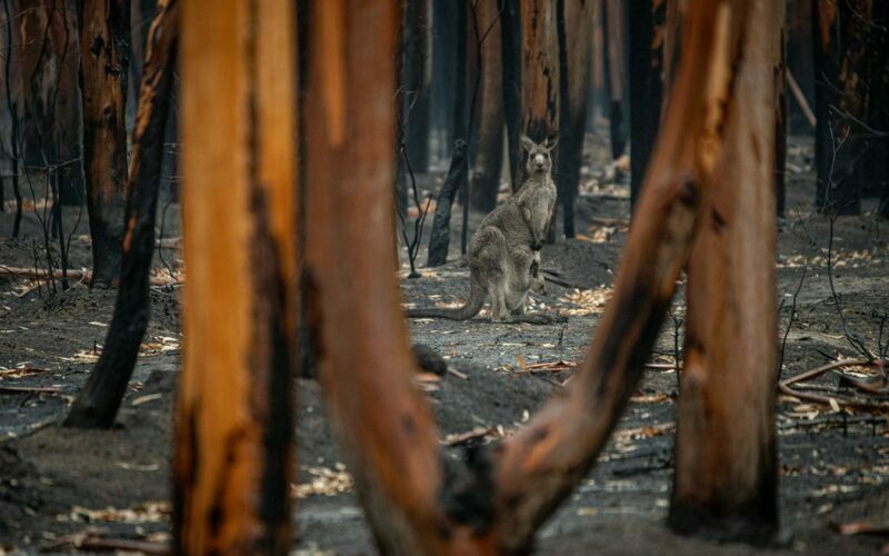 bushfire