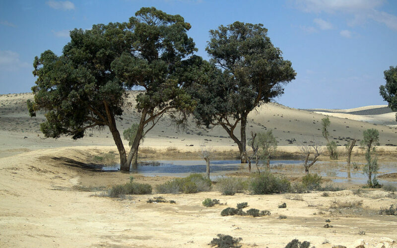 JNF trees JNF treest