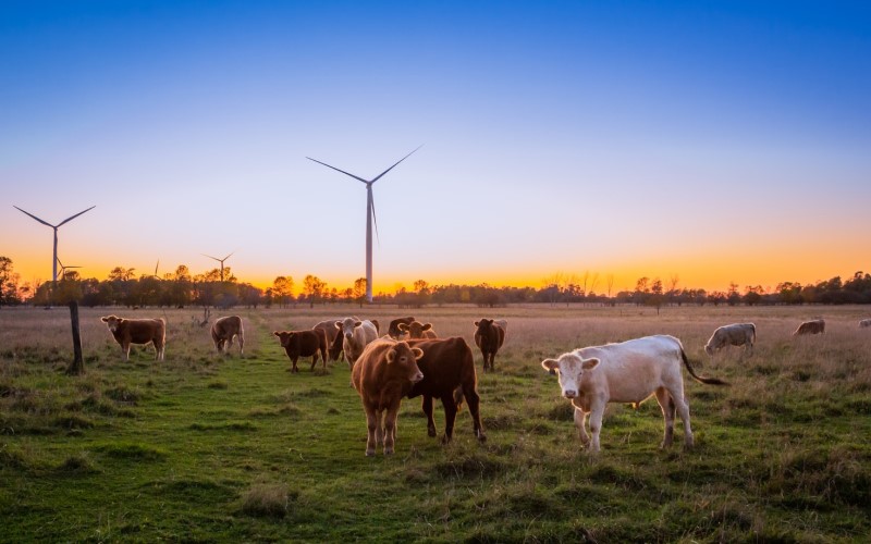 cows wind farm energy