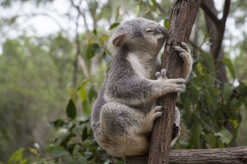 Koala hugging and appearing to kiss the tree trunk