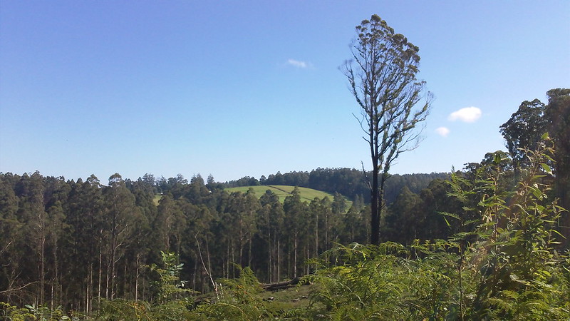 Areas of deforestation, Toolangi, Victoria