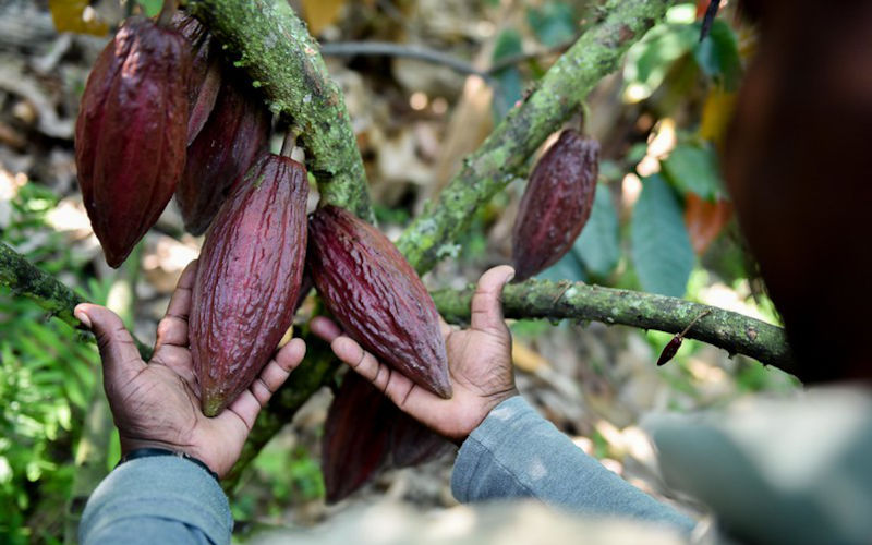 Cacao Colombia