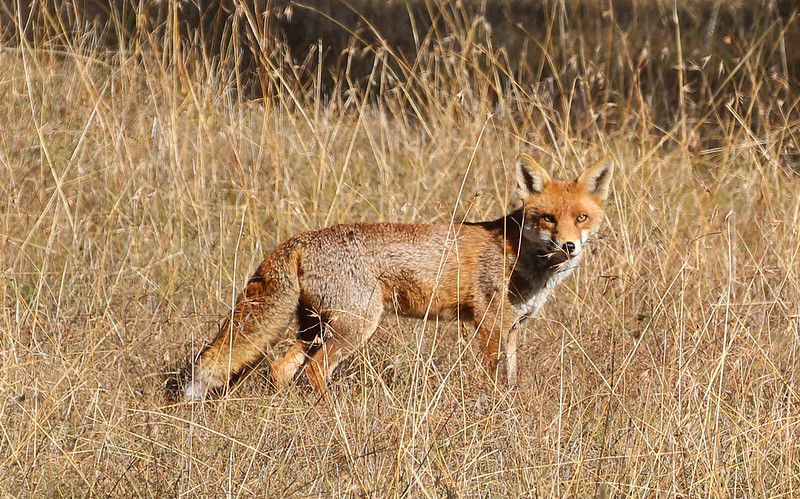 Fox invasive Binda NSW