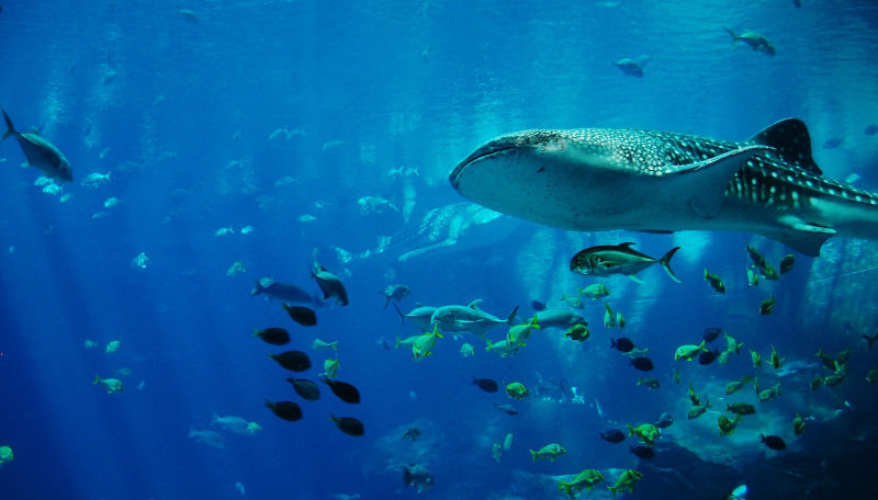 Whale sharks and marine life - underwater view