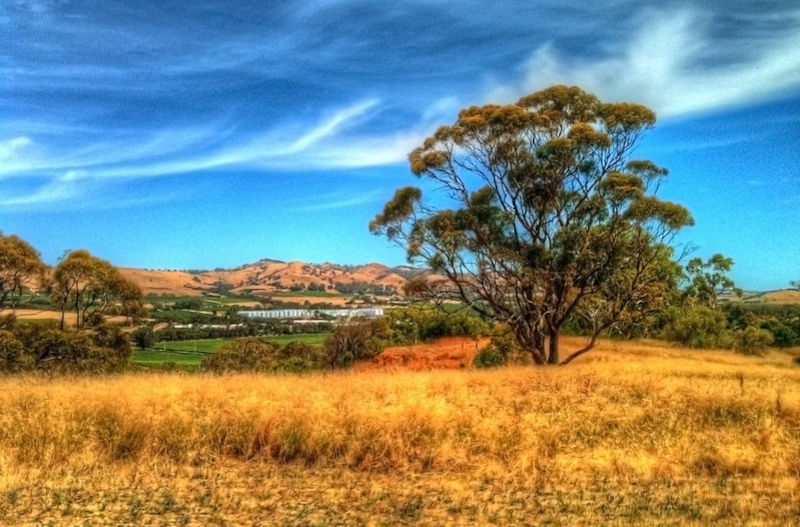 Barossa Valley view