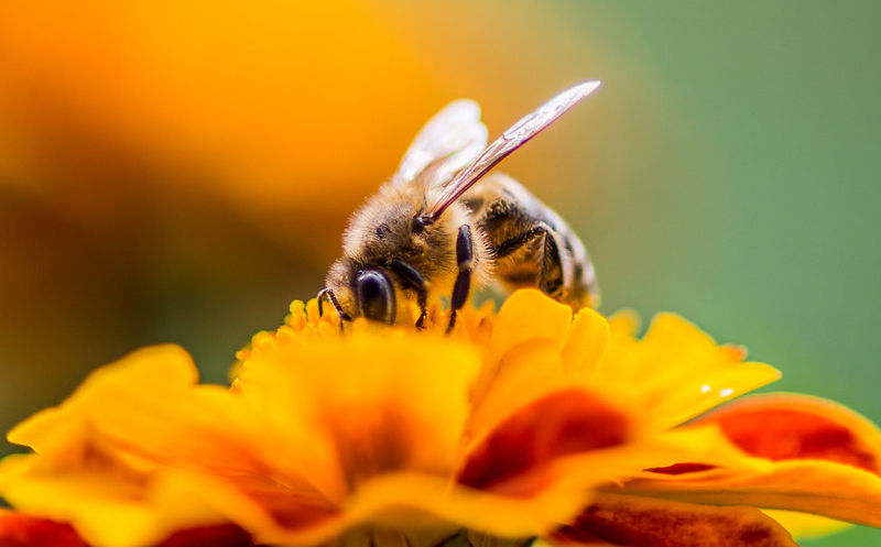 Honey bee on a flower