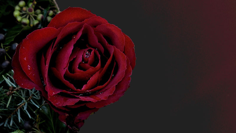 A deep red rose in condolence