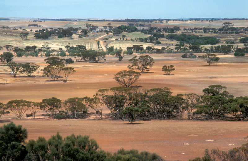 CSIRO ScienceImage 4462 Landscape view of farmland near Bruce Rock in the Western Australian wheat belt