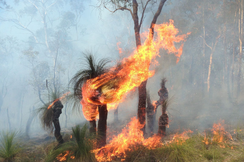 Grass tree on fire during controlled burn