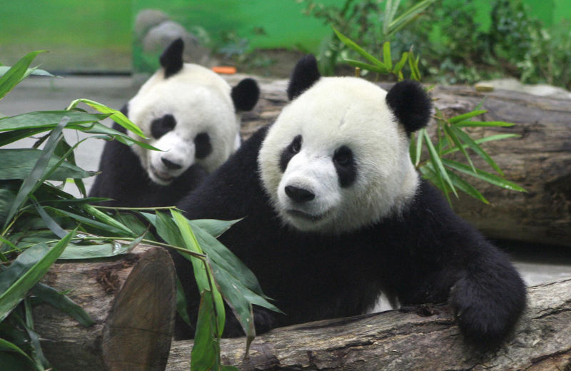 ''Tuan Tuan'' and ''Yuan Yuan'' at the Taipei Zoo, symbols of Panda Power