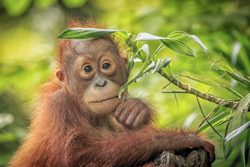 Baby Orang Utan