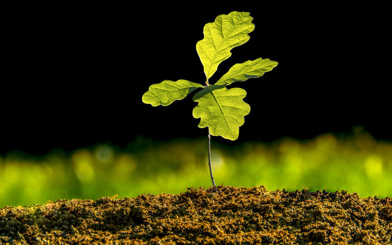 Small oak plant in the garden. Tree oak planted in the soil substrate. Seedlings or plants illuminated by the side light. Highly lighted oak leaves with dark background and green grass.