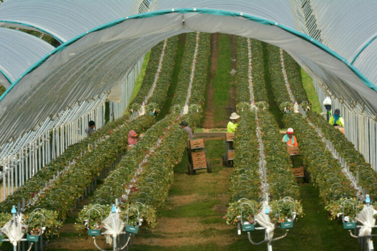 Workers picking Raspberry fruit in a farm Australia.