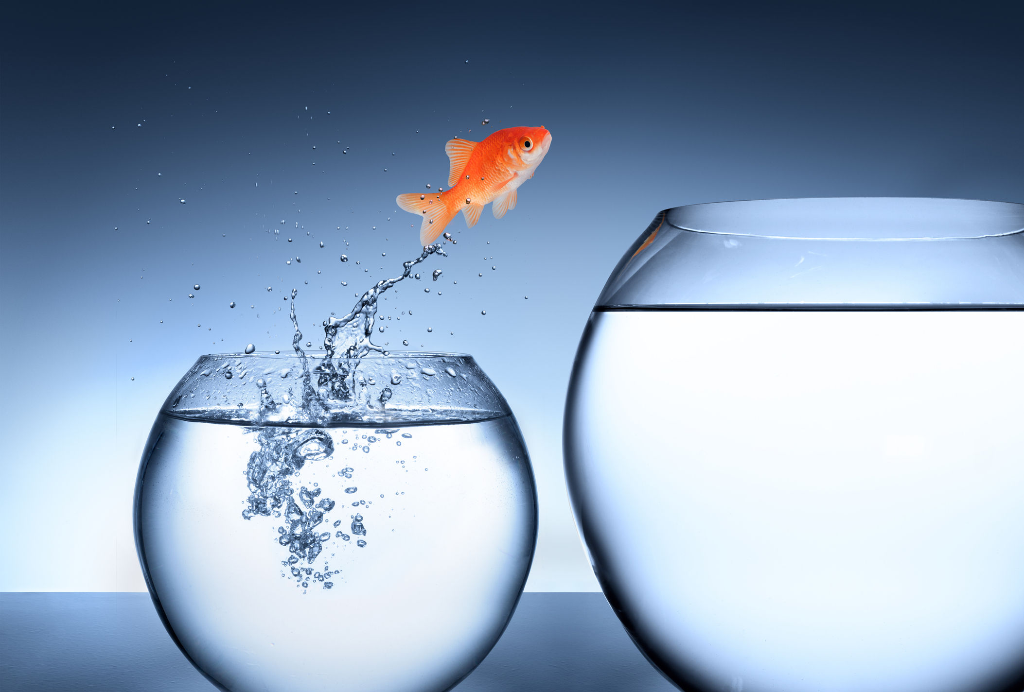 Goldfish jumping into a bigger tank.Opportunity, rise and improvement concept.