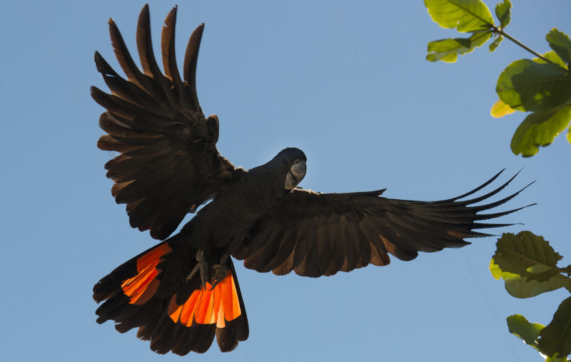 Red tailed black cockatoos in flight.