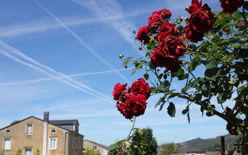 Chemtrails and roses in a summer blue sky.