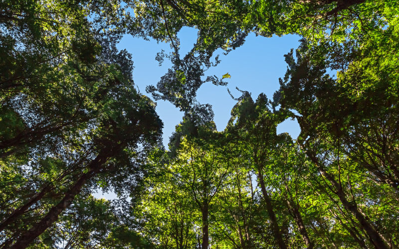 The Canopy of this Forest has a Hole Shaped like a World Map.