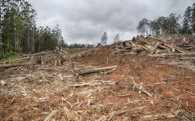 Native forest clearance Australia 2014