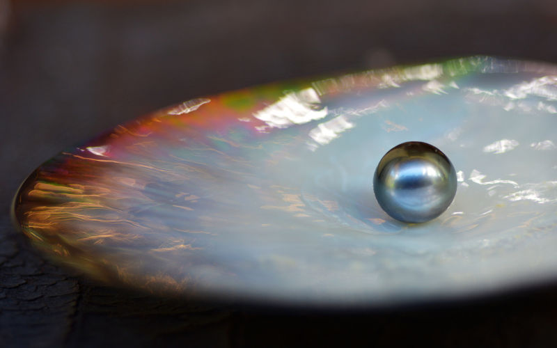 One Round Tahitian Black Pearl in a Black lip oyster shell. Image: iStock