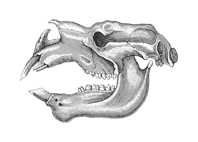 Skull Giant Wombat (Diprotodon) - vintage engraved illustration. Image iStock / illustration from Meyers Konversations-Lexikon 1897